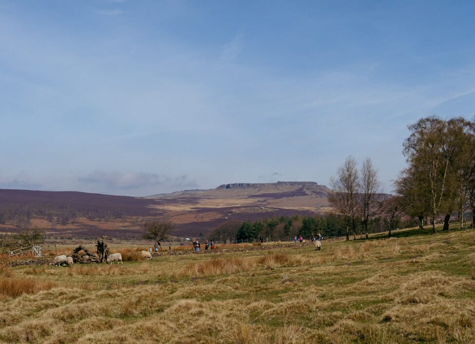 Longshaw Estate in Sheffield with cows, long grass, and trees in the foreground and a forest and hills behind.