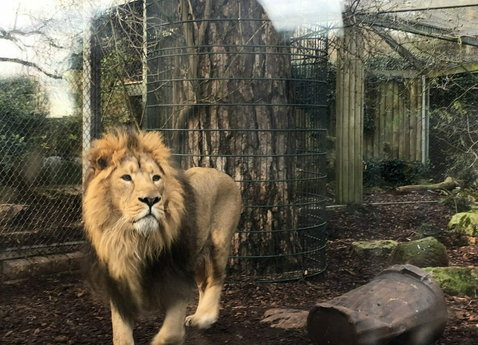 lion at bristol zoo travel destination