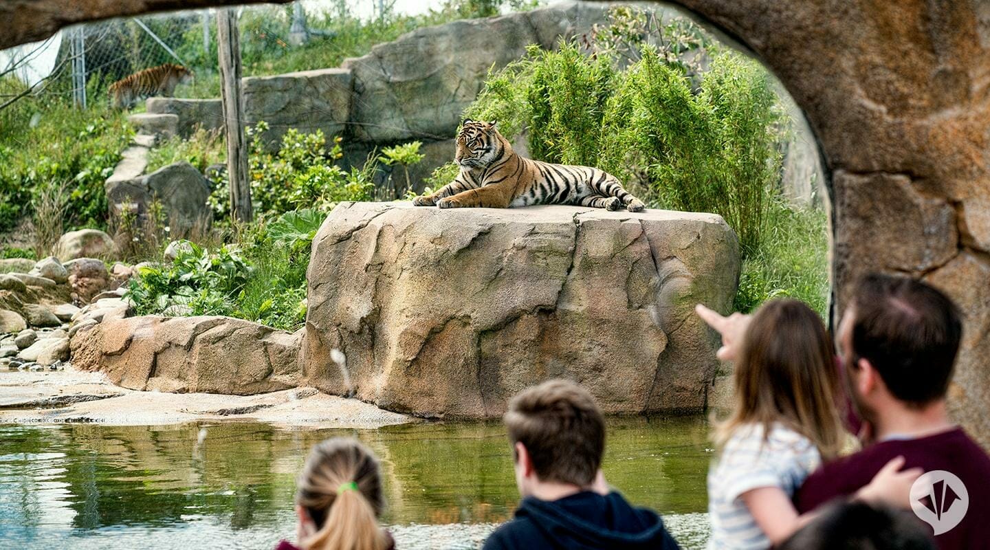 people watching tiger at chester zoo