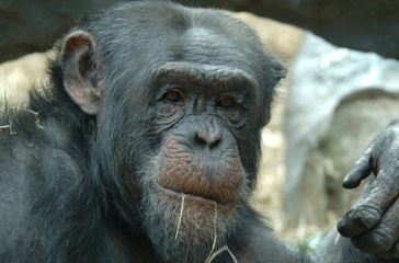 ape colchester zoo city destination