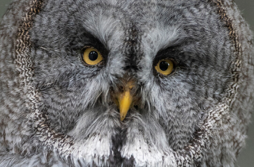 owl preston brockholes nature reserve