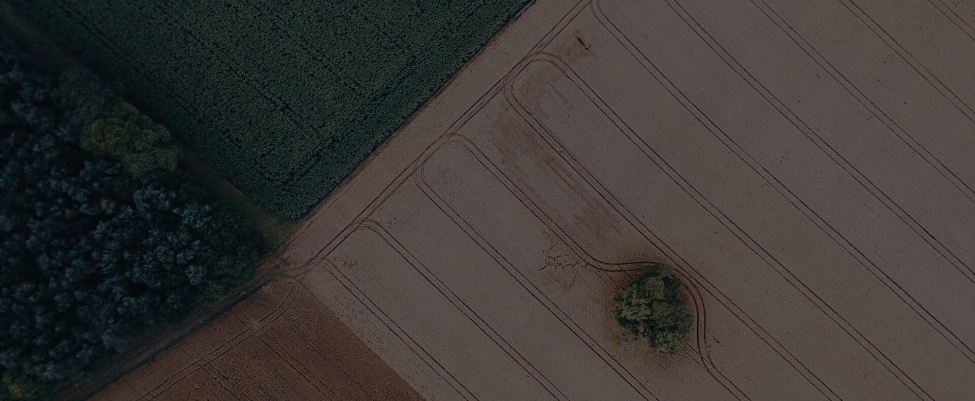 crewe overhead tree field