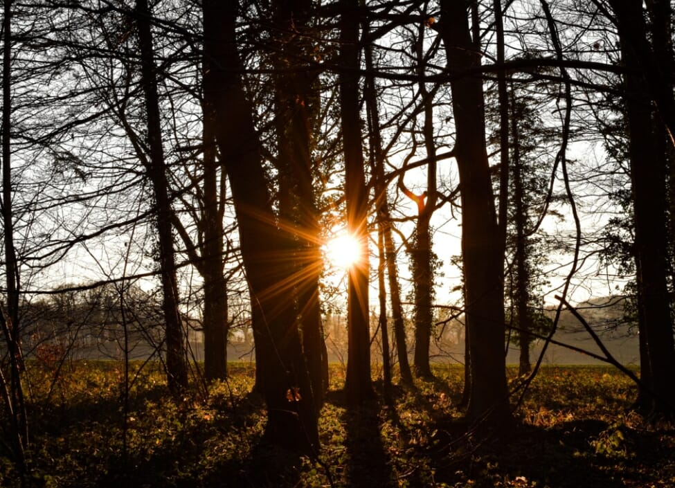 basingstoke hackwood road wood with sunlight between trees