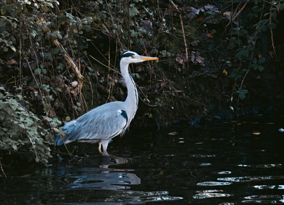 swindon coate water heron in the water with bushes surrounding