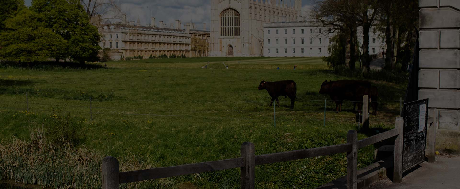 Kings College in Cambridge, a stone made univeristy building with a field in front with cows and trees.