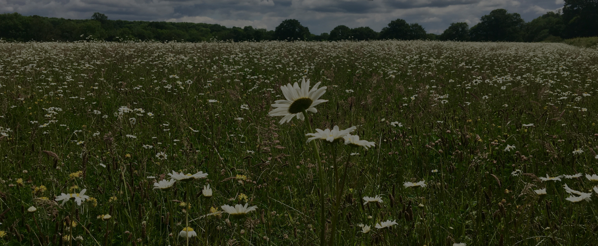 A field with flowers and long grass and trees in the background near Gatwick Airport.